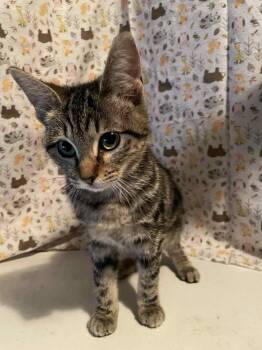Rescue Domestic Short Hair Cats for Adoption in Center Point, Texas - Eve | PetCurious