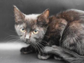 Pecan -  Domestic Short Hair Cat for Adoption in Portland, Oregon - Pecan | PetCurious