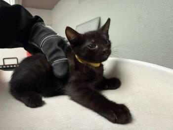 ORCHID -  Domestic Short Hair Cat for Adoption in Antioch, California - ORCHID | PetCurious