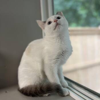 Tokito -  Domestic Short Hair Cat for Adoption in Puslinch, Ontario - Tokito | PetCurious