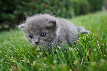 Thea -  Domestic Short Hair Cat for Adoption in Suffolk, Virginia - Thea | PetCurious