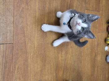 Rescue Domestic Short Hair Cats for Adoption in Chilliwack, British Columbia - Pre-Adoption: Torrid | PetCurious