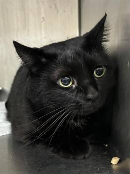 CELESTE -  Domestic Short Hair Cat for Adoption - CELESTE | PetCurious