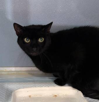 NERO -  Domestic Short Hair Cat for Adoption in Westminster, Maryland - NERO | PetCurious