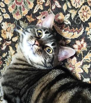 Rescue Domestic Short Hair Cats for Adoption in Fort Worth, Texas - Arya | PetCurious