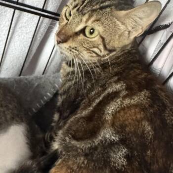Rescue Bengal Cats for Adoption in Brampton, Ontario - Nova | PetCurious