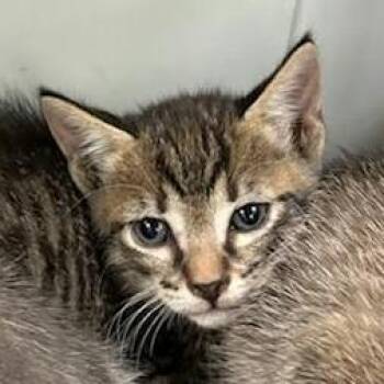 Misty 26-09-129 -  Domestic Short Hair Cat for Adoption in Bastrop, Texas - Misty 26-09-129 | PetCurious