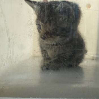 Domestic Short Hair Cats Available for Adoption in Columbus, Georgia - 05/29/2026-stray-14thStreet/3rdAvenue | PetCurious