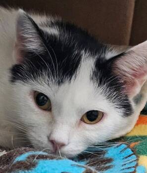 Sue Ellen -  Domestic Short Hair Cat for Adoption in Lovingston, Virginia - Sue Ellen | PetCurious