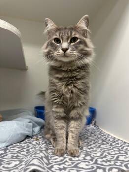 Sweetie -  Domestic Medium Hair Cat for Adoption in Johnson City, Tennessee - Sweetie | PetCurious