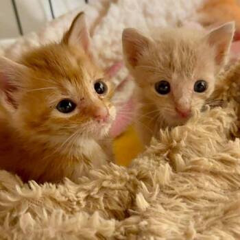 Cream Puff -  Domestic Short Hair Cat for Adoption in Little Mountain, South Carolina - Cream Puff | PetCurious
