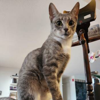 Rescue Tabby and Russian Blue Cats for Adoption in UNIVERSITY PA, Maryland - Charlize | PetCurious