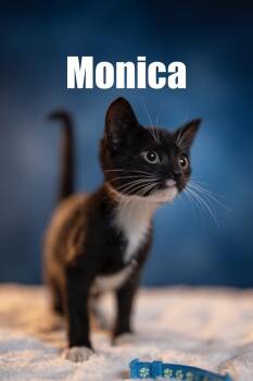 Rescue Domestic Short Hair Cats for Adoption in Maitland, Florida - Monica | PetCurious