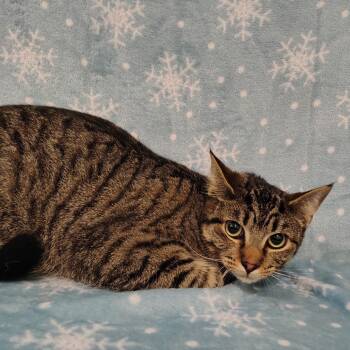 Domestic Short Hair Cats Available for Adoption - Jasper | PetCurious