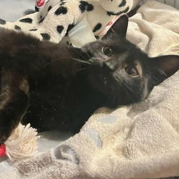 Domestic Short Hair Cats Available for Adoption in Honeoye, New York - Petey | PetCurious