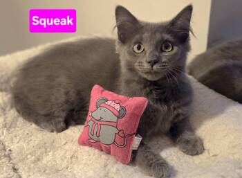 Squeak (Siblings are Nibbles, Mouse & Scamper) -  Domestic Medium Hair Cat for Adoption in Brighton, Michigan - Squeak (Siblings Are Nibbles, Mouse & Scamper) | PetCurious