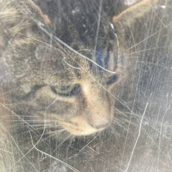 Rescue Domestic Short Hair Cats for Adoption in Philadelphia, Pennsylvania - 040 Meatball | PetCurious