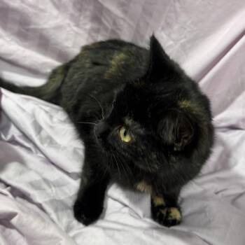 Domestic Short Hair Cats Available for Adoption - Echoes Across 55818 | PetCurious