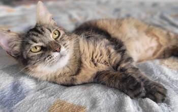 American Shorthair Cats Available for Adoption - ISADORA | PetCurious