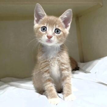 Claude (blue) -  Domestic Short Hair Cat for Adoption in Michigan City, Indiana - Claude (blue) | PetCurious