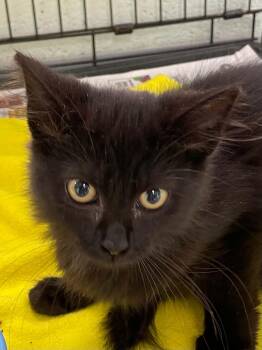 Destin -  Domestic Medium Hair Cat for Adoption in Covington, Virginia - Destin | PetCurious