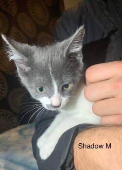 BooBerry -  Domestic Short Hair Cat for Adoption in Cromwell, Kentucky - BooBerry | PetCurious