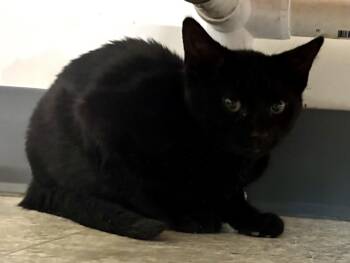 Rescue Domestic Short Hair Cats for Adoption in Louisa, Kentucky - MS BREEZY | PetCurious