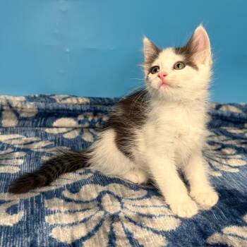 Margot -  Domestic Short Hair Cat for Adoption in San Antonio, Texas - Margot | PetCurious