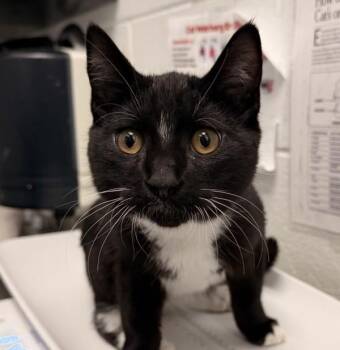Mr. Midnight -  Domestic Short Hair Cat for Adoption in Golden, Colorado - Mr. Midnight | PetCurious