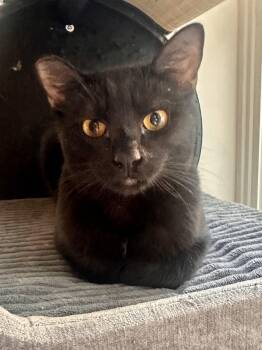 Bombay Cats Available for Adoption - Luna | PetCurious