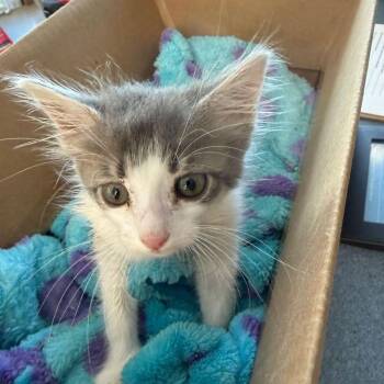 Dustin Diamond -  Domestic Medium Hair Cat for Adoption in Kingman, Arizona - Dustin Diamond | PetCurious