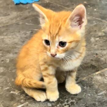 Ron -  Domestic Short Hair Cat for Adoption in Evansville, Indiana - Ron | PetCurious