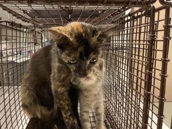 ZINNIA -  Domestic Short Hair Cat for Adoption in Ontario, California - ZINNIA | PetCurious