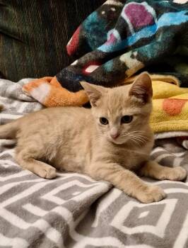 Cedar -  Domestic Short Hair Cat for Adoption in Louisville, Kentucky - Cedar | PetCurious