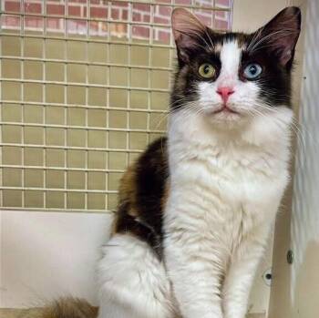 Mille -  Domestic Long Hair Cat for Adoption in Milton, Delaware - Mille | PetCurious