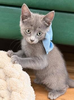 Stevie Smokie Skies Saracho -  Russian Blue and Domestic Short Hair Cat for Adoption in Friendswood, Texas - Stevie Smokie Skies Saracho | PetCurious