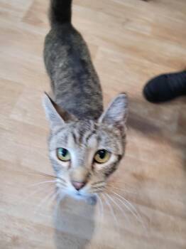 Domestic Short Hair Cats Available for Adoption in Linton, Indiana - Tilly | PetCurious