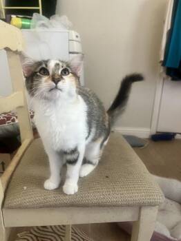 Cider -  Domestic Short Hair Cat for Adoption in Dallas, Texas - Cider | PetCurious