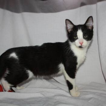 Pavlov -  Domestic Short Hair Cat for Adoption in Greenwood, Missouri - Pavlov | PetCurious