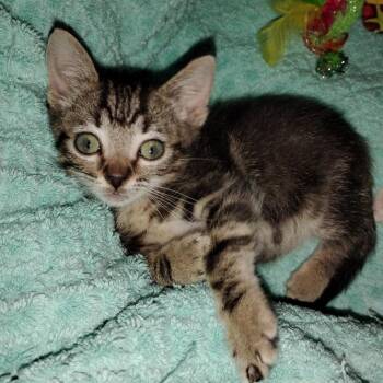 Beans -  American Shorthair Cat for Adoption in Fulton, Texas - Beans | PetCurious