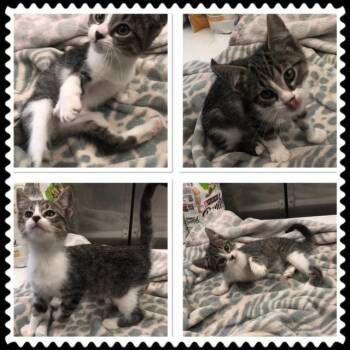 COLIN -  Domestic Short Hair Cat for Adoption in Buckhannon, West Virginia - COLIN | PetCurious