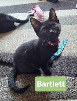 Bartlett -  Domestic Short Hair Cat for Adoption in Manhattan, Kansas - Bartlett | PetCurious