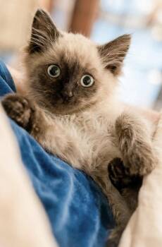 Abominable not at the shelter (Faith) -  Domestic Short Hair Cat for Adoption in Rustburg, Virginia - Abominable Not At The Shelter (Faith) | PetCurious