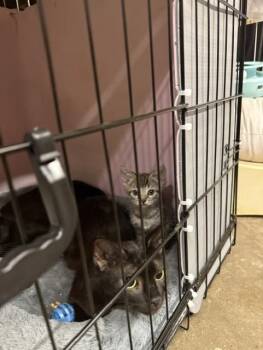 Wee Man -  Domestic Short Hair Cat for Adoption in Fredericton, New Brunswick - Wee Man | PetCurious