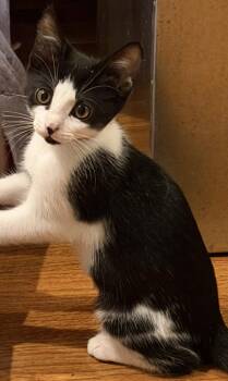 Dumpling -  Domestic Short Hair Cat for Adoption in Social Circle, Georgia - Dumpling | PetCurious