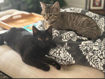 Rescue Domestic Short Hair Cats for Adoption in Herndon, Virginia - Jack & Sally - BONDED | PetCurious