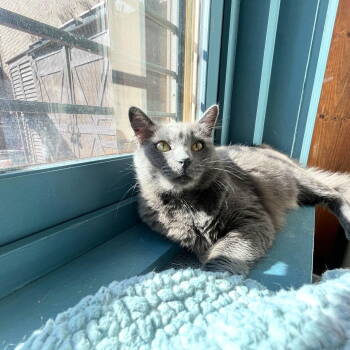 Rescue Domestic Medium Hair Cats for Adoption - Simone | PetCurious