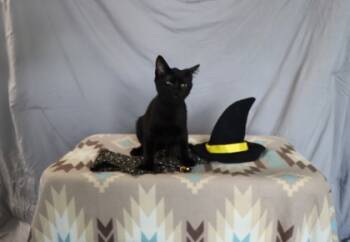 Rescue Domestic Short Hair Cats for Adoption in Cumming, Georgia - Rainy 1138-25 | PetCurious