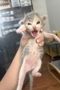 American Shorthair Cats Available for Adoption in Paulina, Louisiana - Skyy | PetCurious