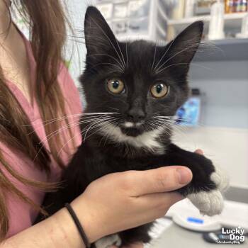 Domestic Medium Hair Cats Available for Adoption - Parrot | PetCurious